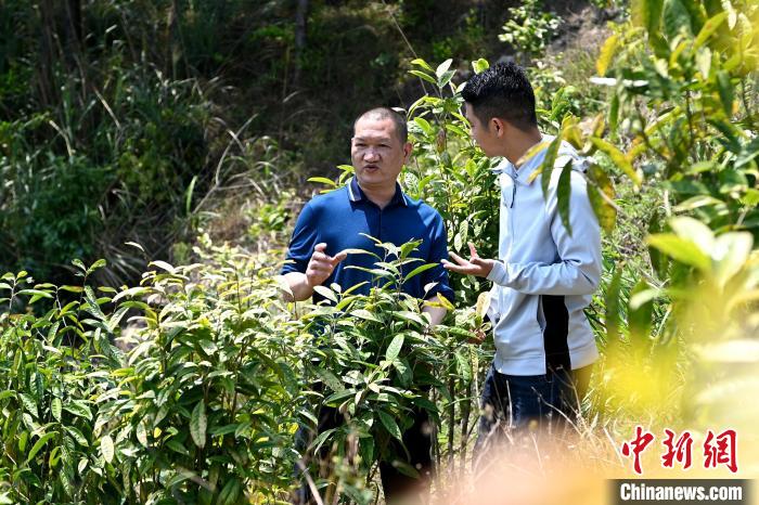 張高漢向參訪者介紹金花茶種植情況?！埥鸫?攝